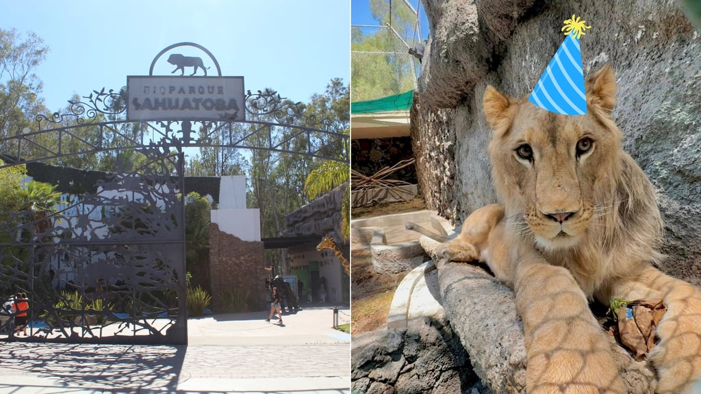 Festejarán el segundo cumpleaños de Carlitos, león nacido en el Zoológico Sahuatoba