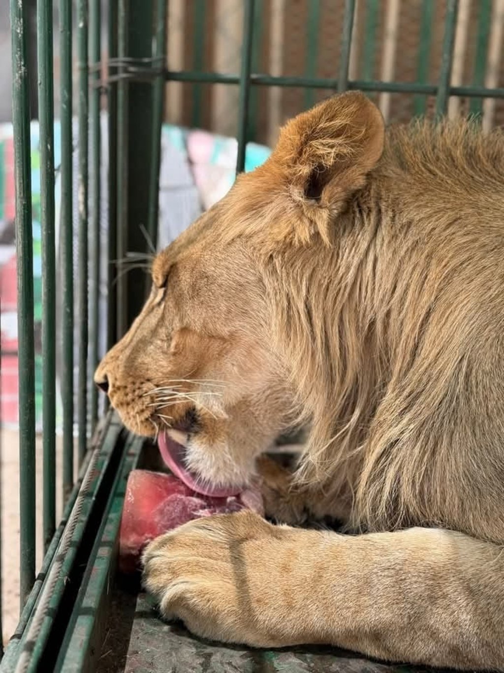 Nacimiento. Carlitos ha sido de los más esperados y celebrados en el parque.