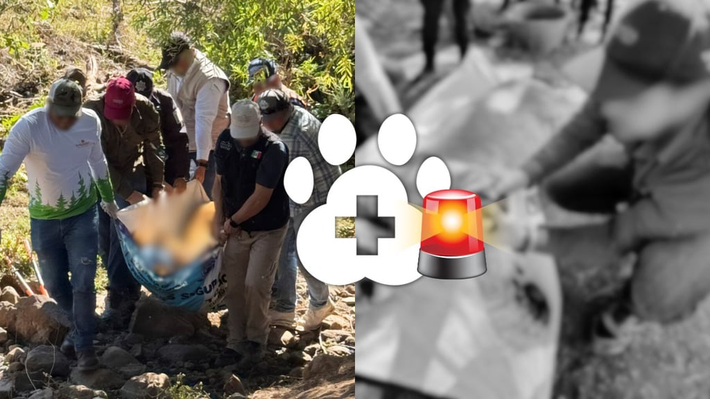 Rescatan a león que estaba amarrado a un árbol y con lesiones; Profepa ya investiga el caso