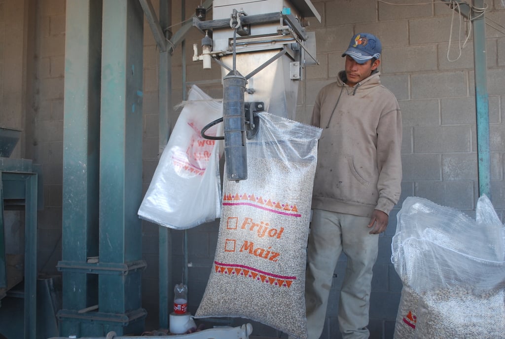 Expectativa. Los campesinos están por aceptar la oferta de los 'coyotes', de ocho pesos por kilogramo de frijol, ante la demora del Gobierno Federal para concretar un esquema de acopio en más de un mes.