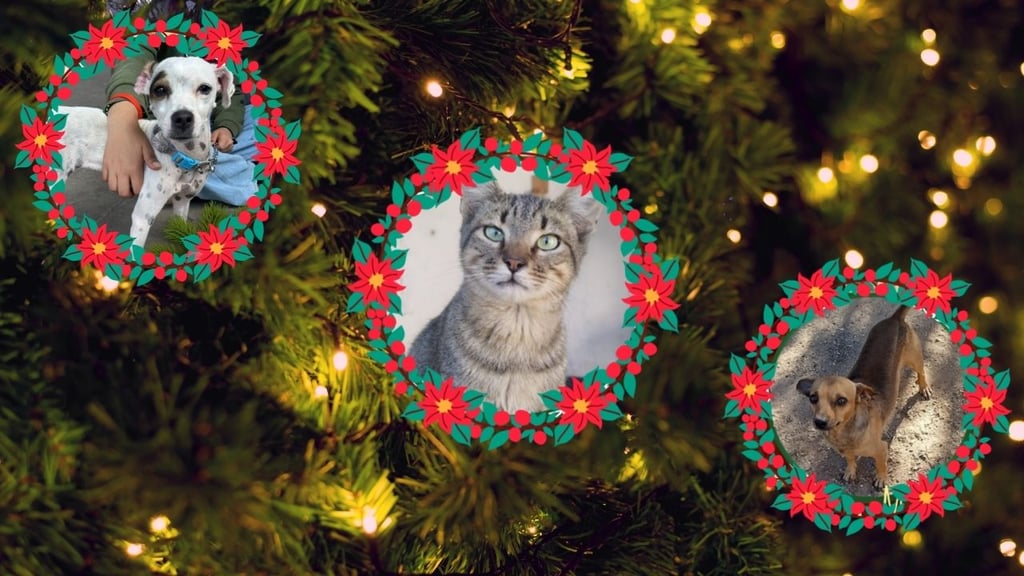 Muchos perritos necesitan hogar, pero no todas las personas pueden adoptar: Rescatista duranguense