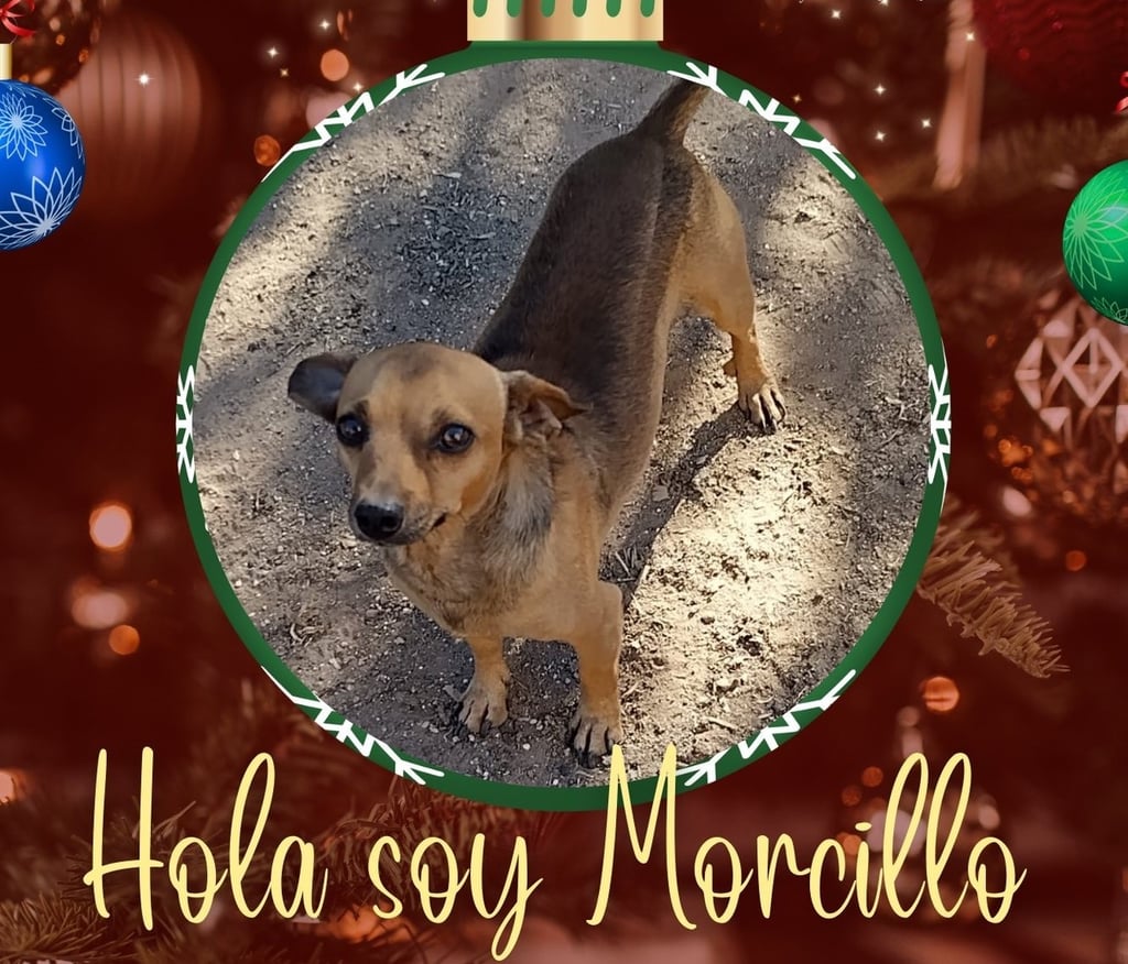 Privilegian bienestar animal