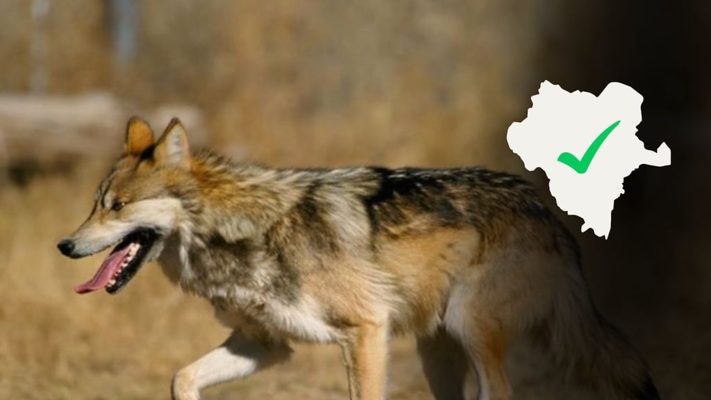 Avanza proceso para liberación del lobo gris en sierra de Durango