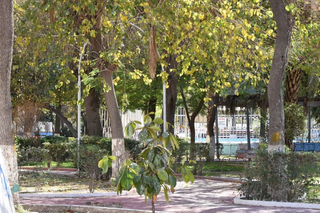 Objetivo. Jorge Luis Valadez Moreno, titular de Ecología, explicó que esta iniciativa busca evaluar de manera técnica el estado de salud de las especies arbóreas.