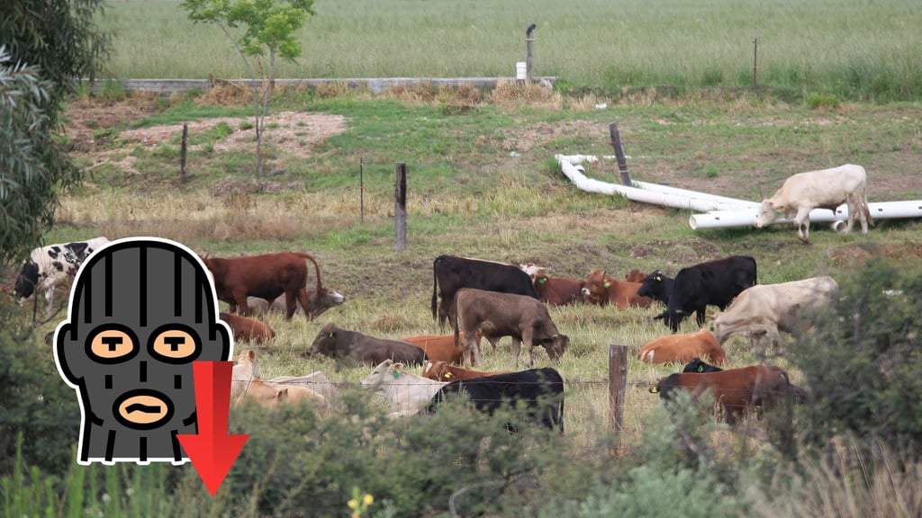 En reducción, denuncias por robo de ganado en Durango