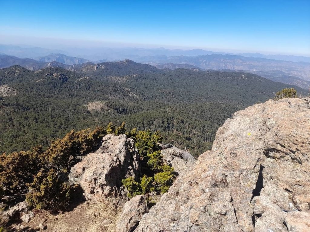 Buscarán que en 2026 se incremente el fideicomiso de desarrollo forestal.