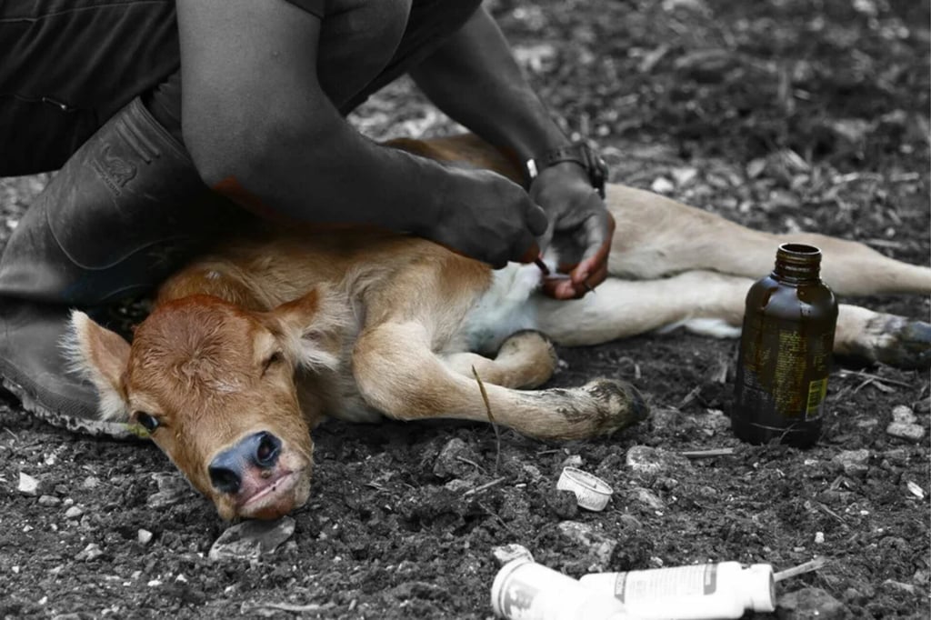 Gusano Barrenador: detectan primer caso en el Estado de México y emiten alerta sanitaria