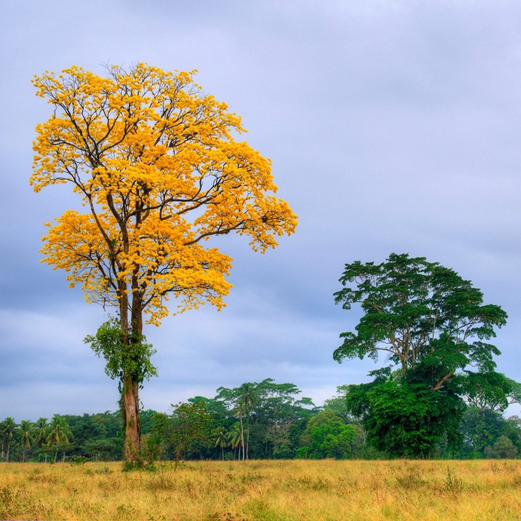 El árbol de la vida