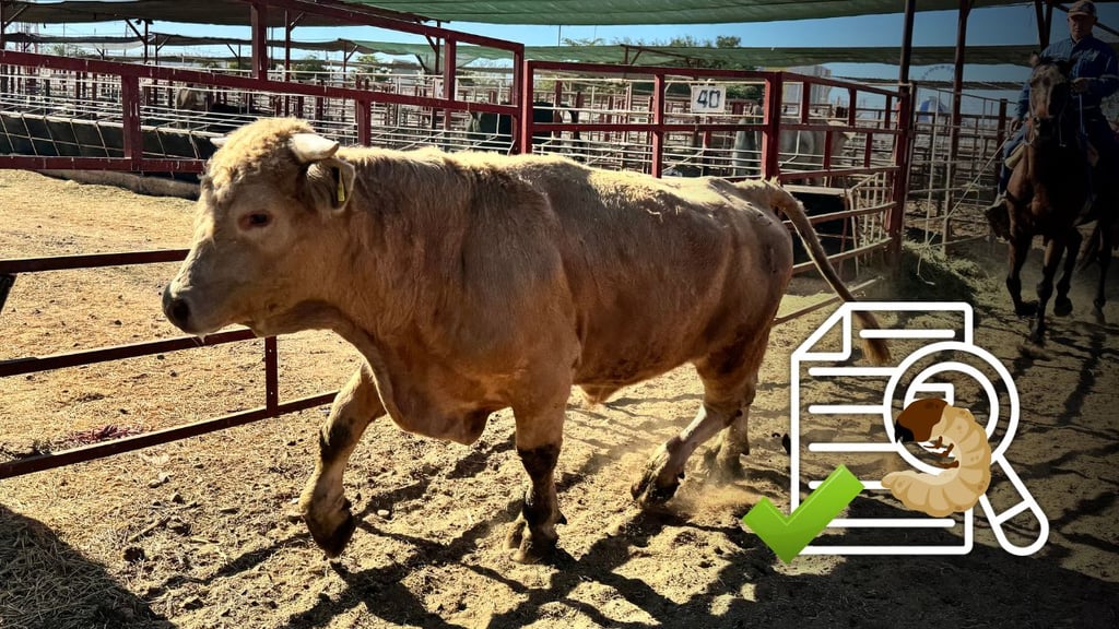 Ganaderos de Durango ven un panorama difícil tras confirmarse nuevos casos de gusano barrenador