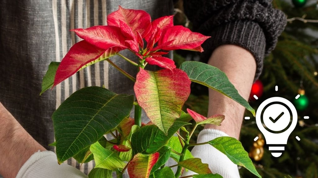 ¿Cómo hacer que la Nochebuena dure todo el año?