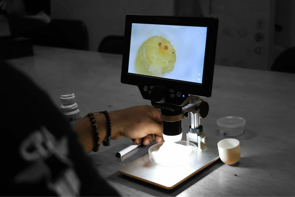 Gusano Barrenador: crecen los casos en el centro del país y la plaga llega a Michoacán