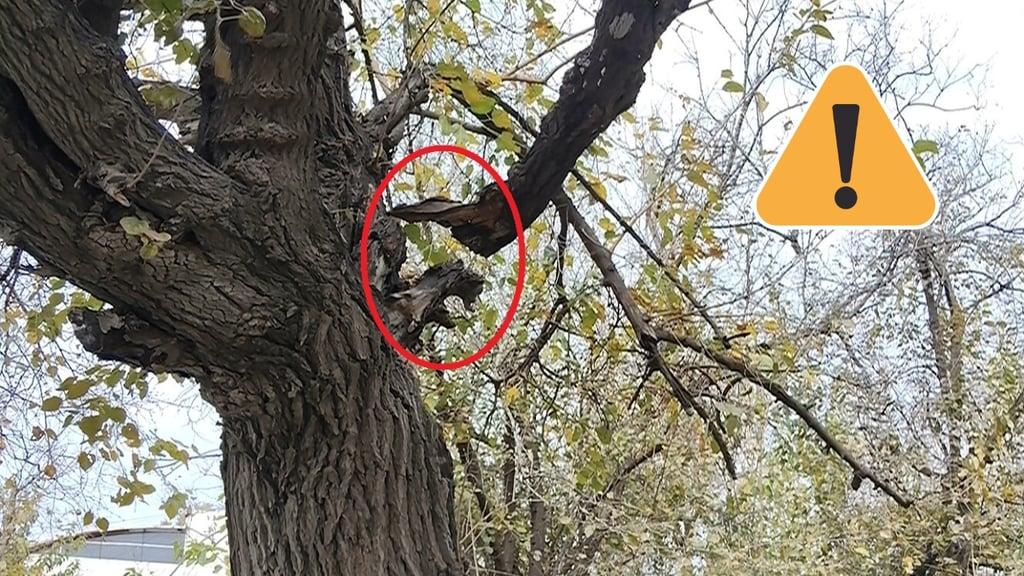 Rama a punto de caer pone en riesgo a peatones y automovilistas en Las Moreras