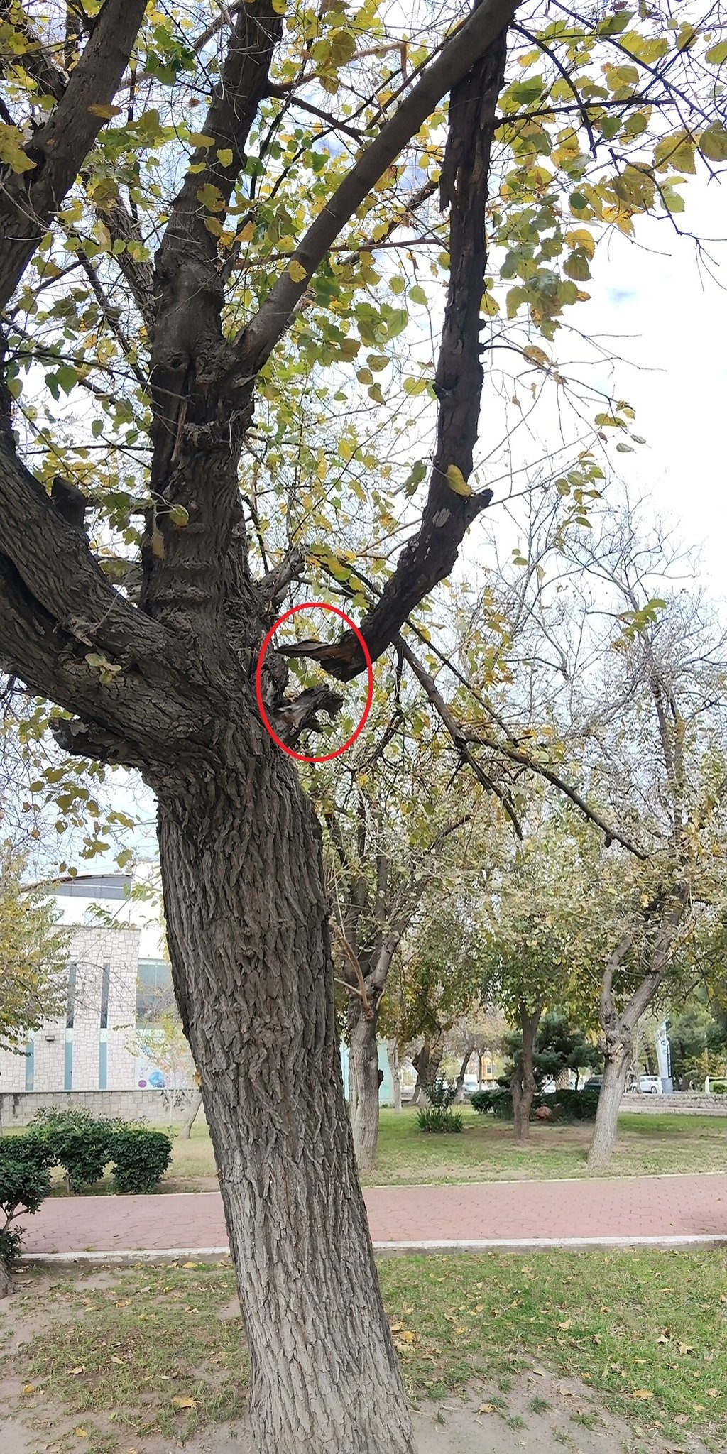 Peligro. Es urgente que las autoridades atiendan este problema o puede registrarse un accidente.