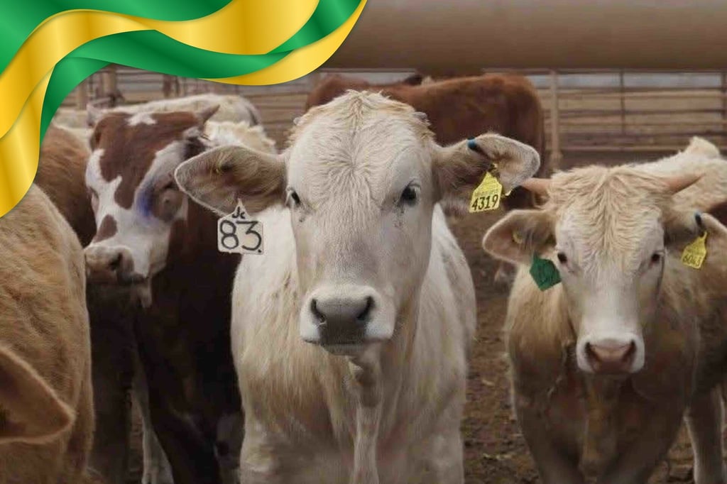 Carne brasileña inundó el mercado en Durango en 2025