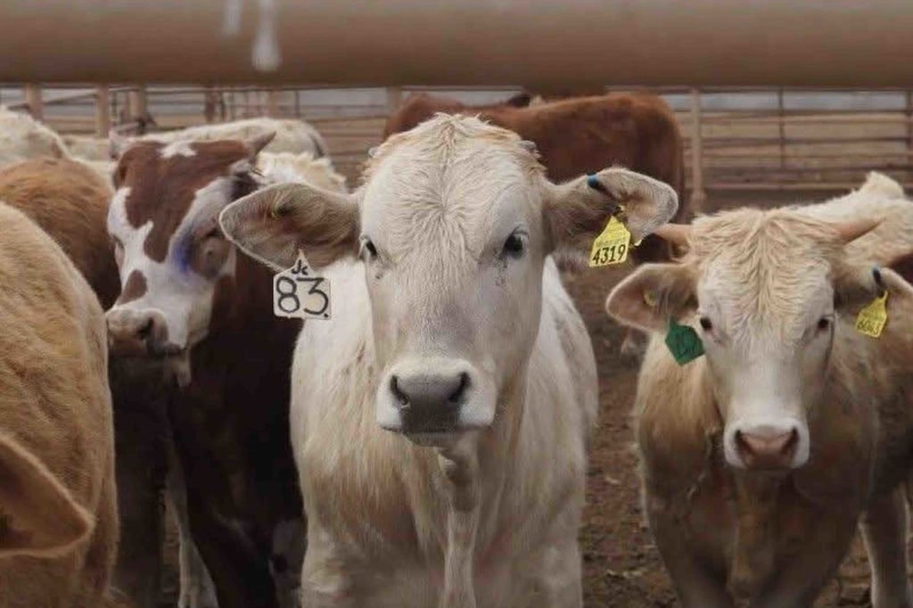 Precio. La carne de productores nacionales es de mejor calidad, pero no pueden competir con los precios de la importada.