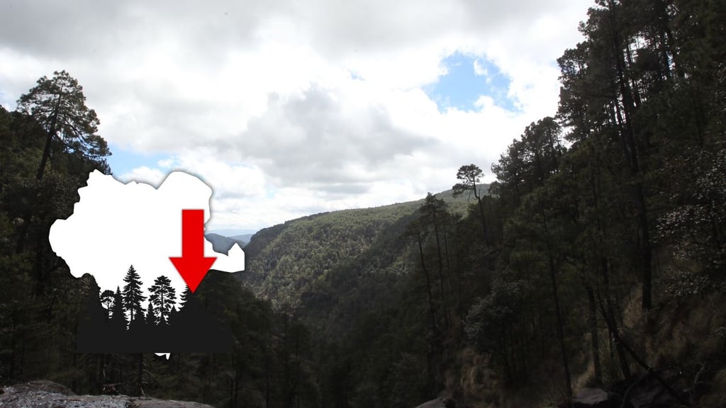 Estiman que se ha perdido 18% de la superficie forestal en Durango