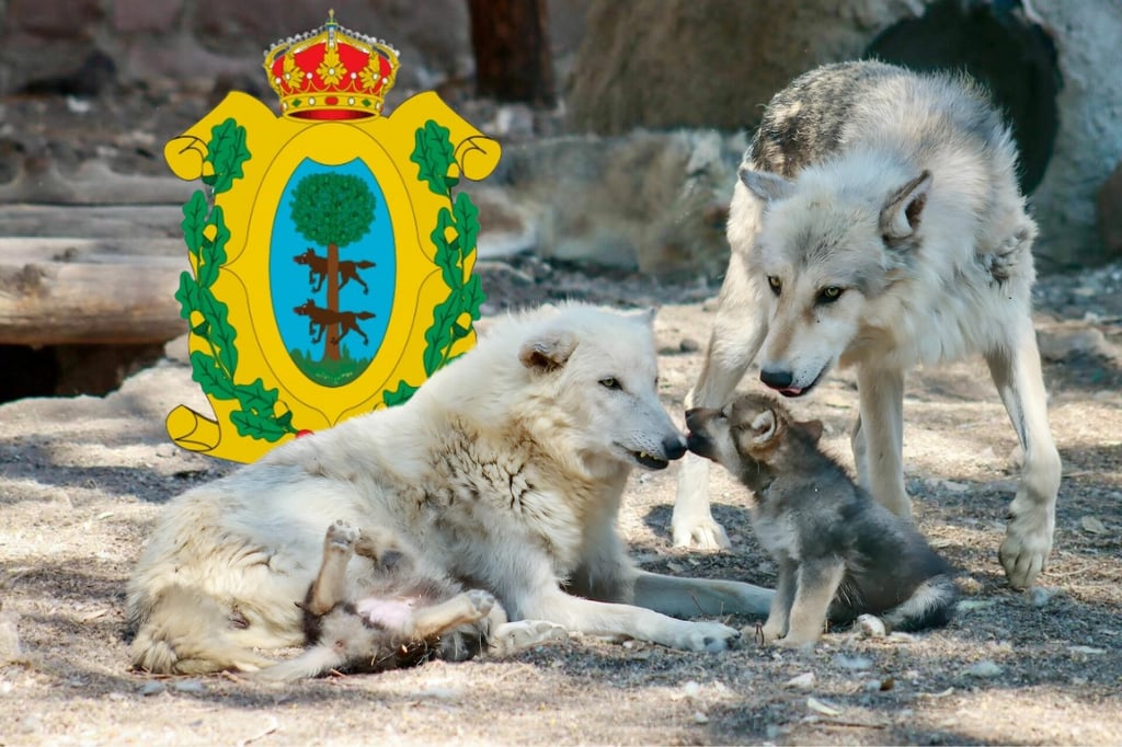 El lobo es símbolo de identidad duranguense: cronista