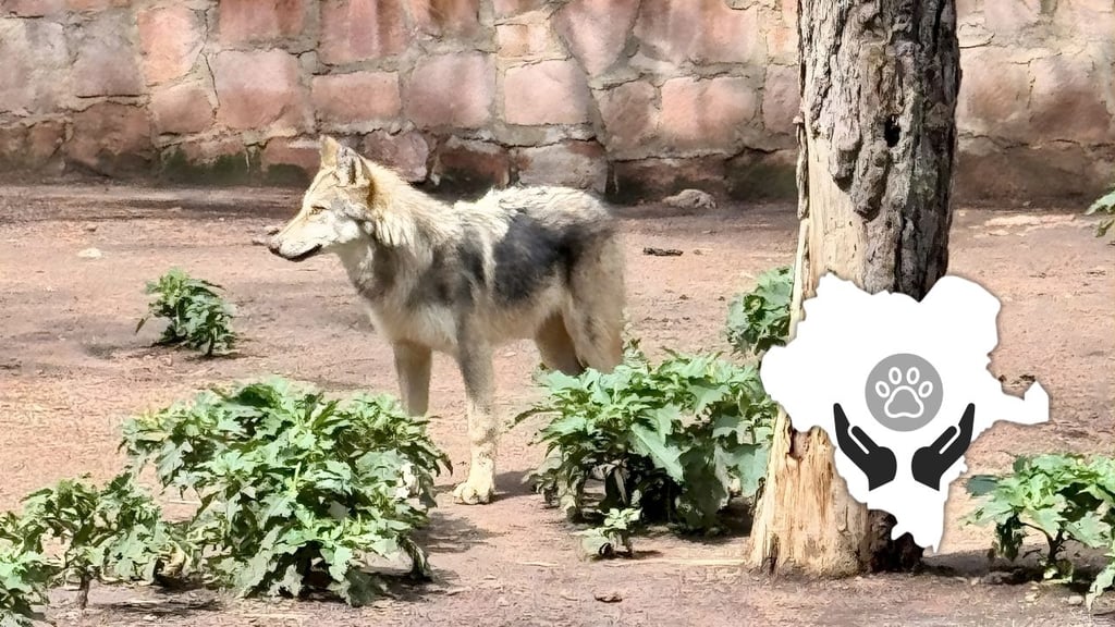 Llegarán a Durango manadas de lobos mexicanos para su conservación