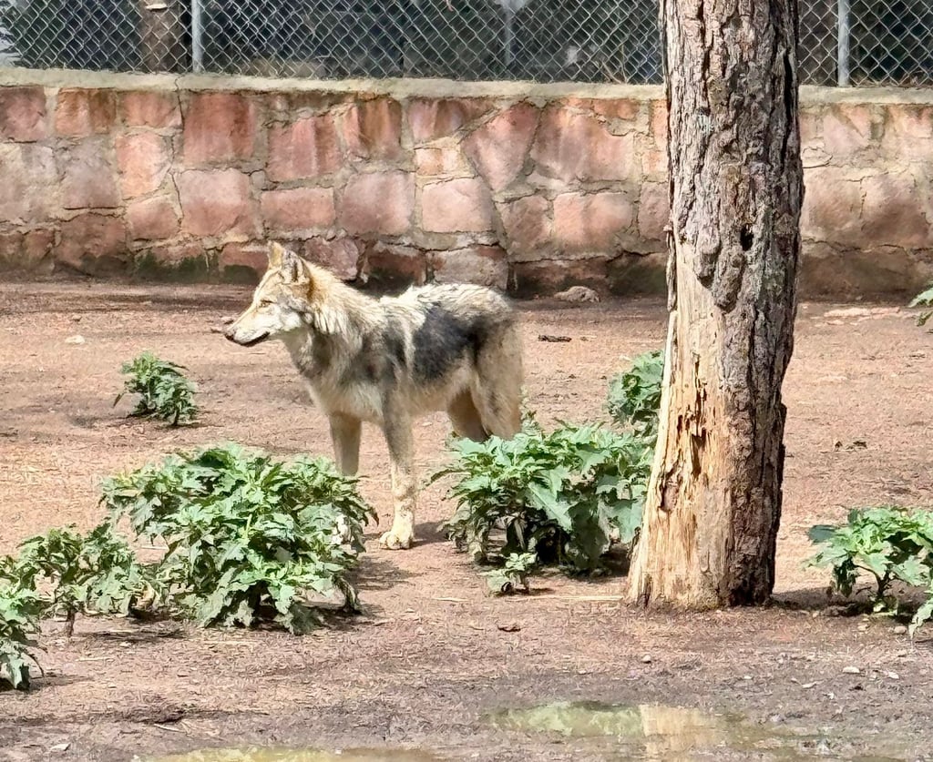Pocos. Entre los lobos mexicanos que se encuentran en Estados Unidos y México apenas suman 600 ejemplares; por eso se establece el convenio binacional.