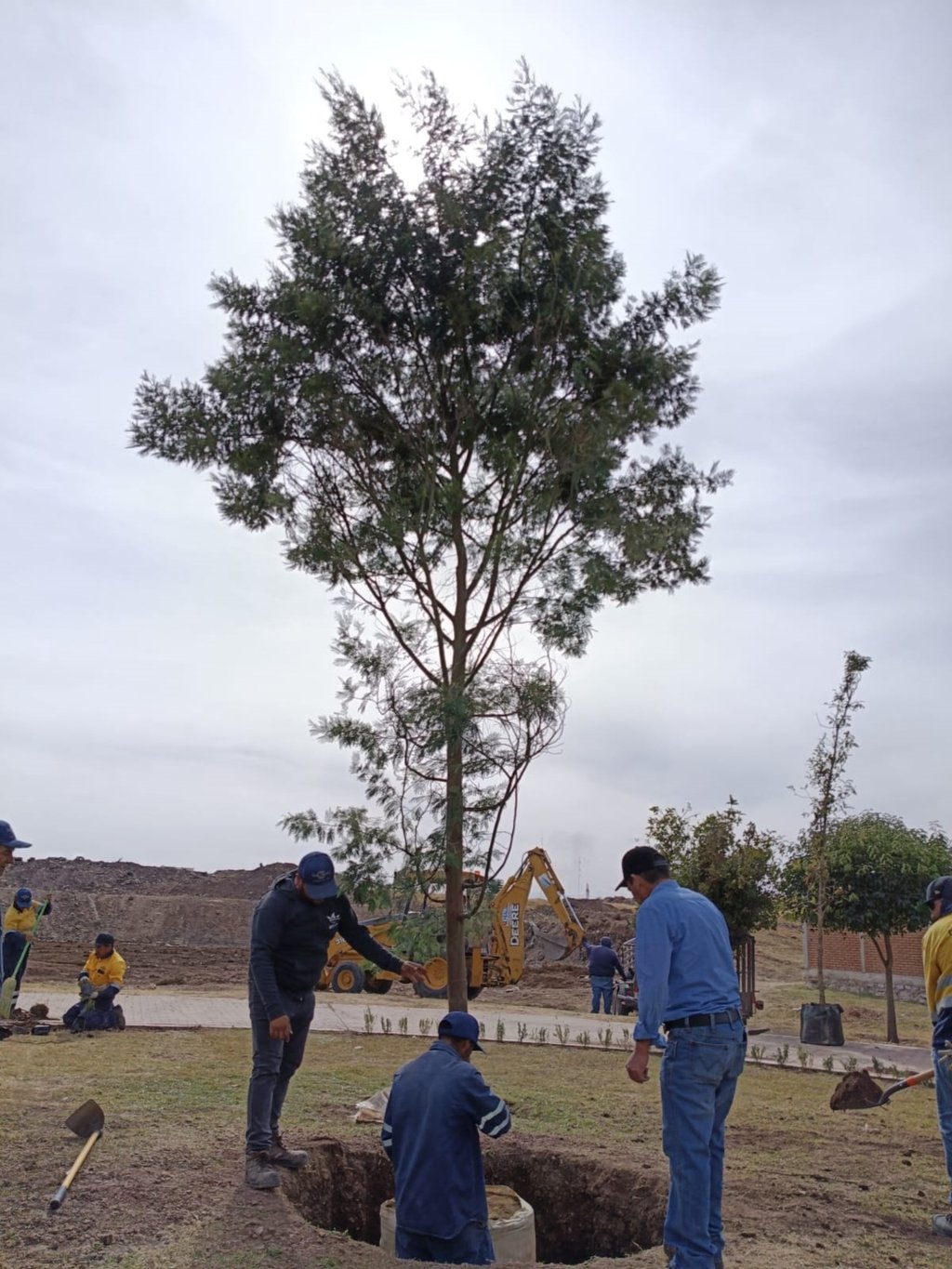 Preparación. En el lugar ya están colocando algunos árboles de gran tamaño.