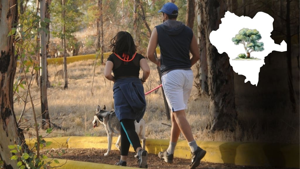 Eucaliptos se han convertido en especie invasora en los parques de Durango