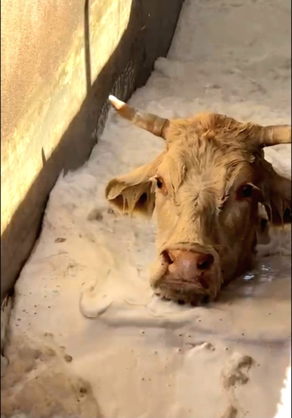 Prevención. El tratamiento mantiene alejadas a las plagas y conserva al ganado en buenas condiciones.
