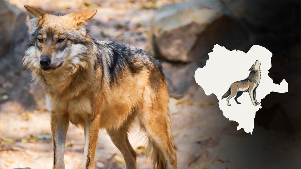 Aseguran que Zoológico Sahuatoba cuenta con espacio especial para lobos recién llegados