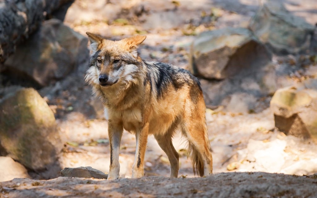 Santuario. Las especies que llegaron al Zoológico estarán bajo cuidado en todo momento para su preservación.