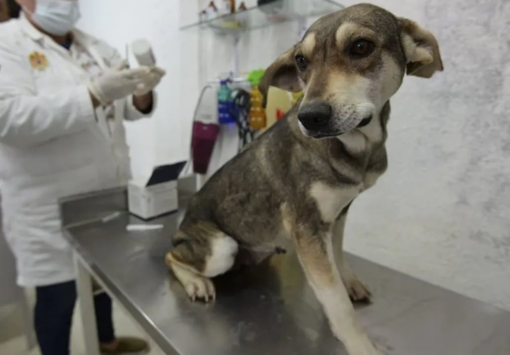Salud. Cada vez son más las personas que suelen llevar a su mascota a una revisión o atención médica con el veterinario.