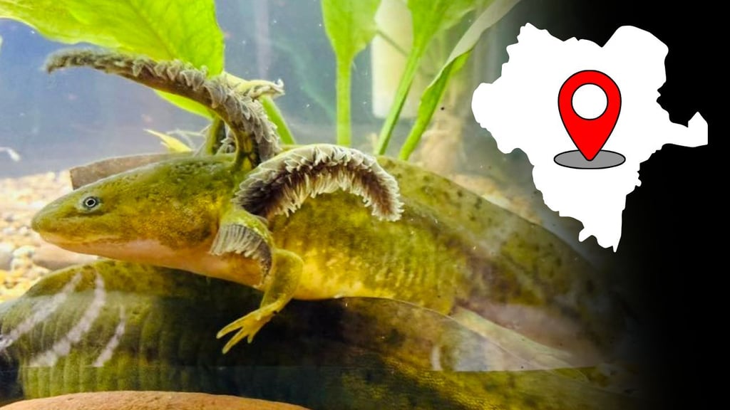 Celebran presencia del ajolote en Durango; realizan esfuerzos para su conservación