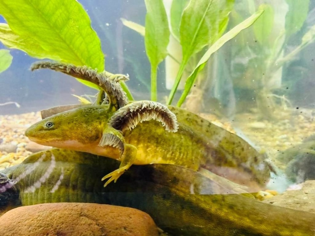 Encuentro. Algunos ejemplares del Tecuán estuvieron durante el fin de semana en el Zoológico Sahuatoba para que los visitantes pudieran conocerlos de cerca.