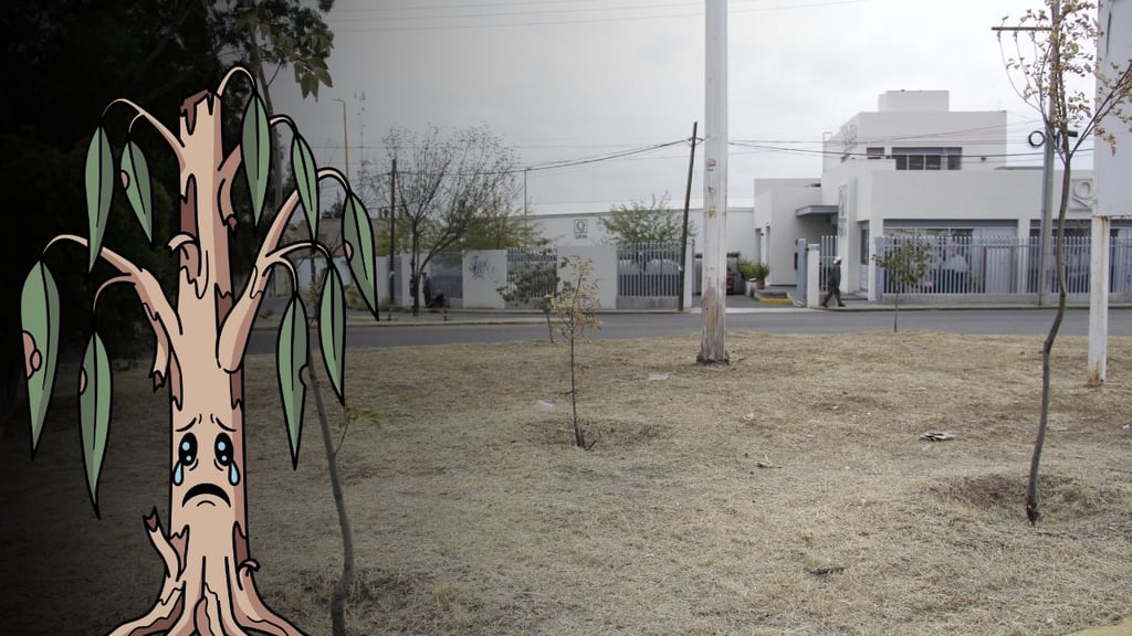 Algunas áreas verdes de Durango se secaron por falta de planeación