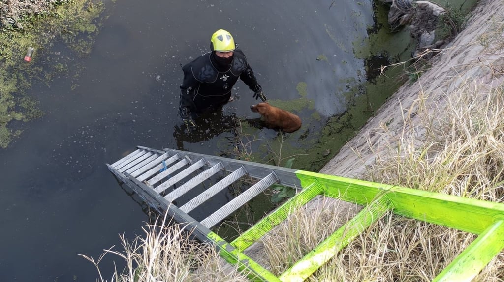Bomberos de Durango rescatan a perritos de canal