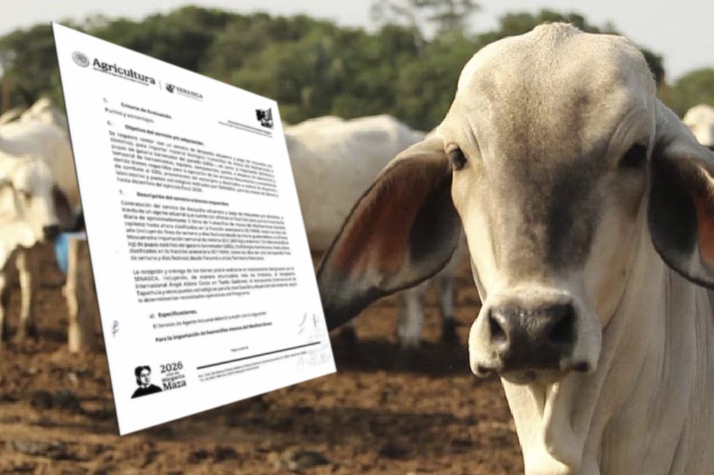 Gusano Barrenador: Gobierno liberará más moscas para contener plaga