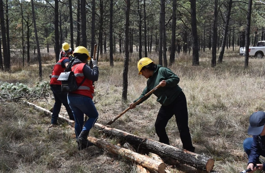 Protección. Se preparan las brigadas en sanidad forestal.