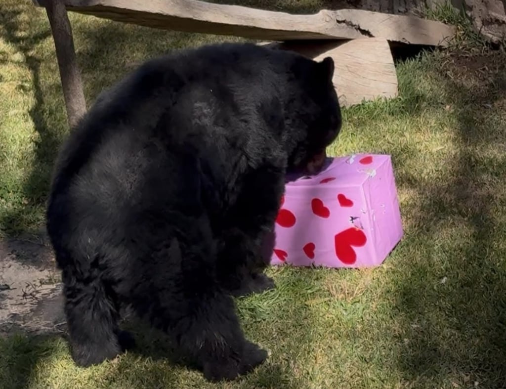 Con actividades recreativas, celebrarán el 14 de febrero en el Zoológico Sahuatoba