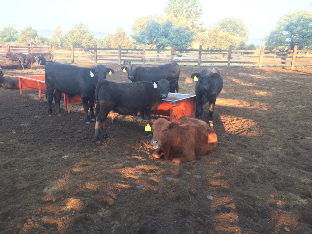 Comportamiento. Durante los últimos años se ha apreciado una paulatina disminución en las cifras de denuncias por robo de ganado.