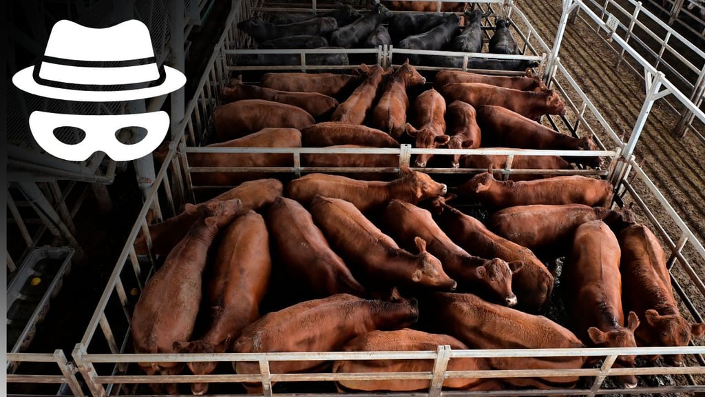 Robo de ganado en Durango tendría penas más severas