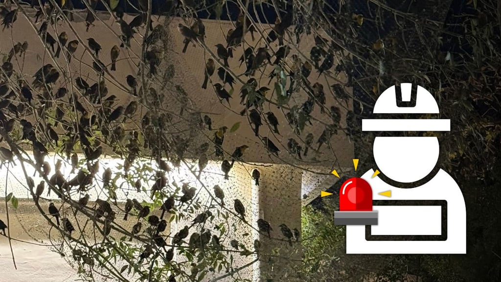 Retiran mallas de árboles donde había pajaritos atrapados, tras acusaciones de ambientalistas