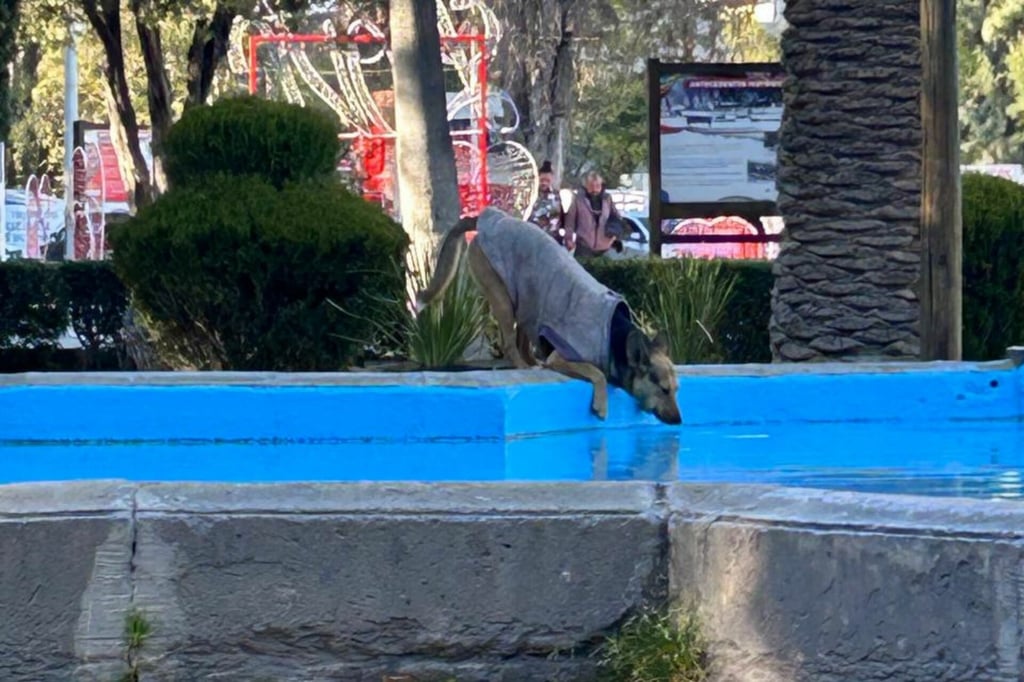La fuente de las ranitas: el punto clásico del parque… y la 'alberca' favorita de algunos perritos