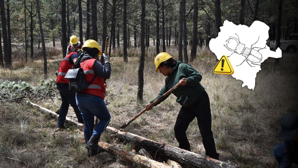 Contabilizan 9 mil hectáreas afectadas por plagas en bosque de Durango