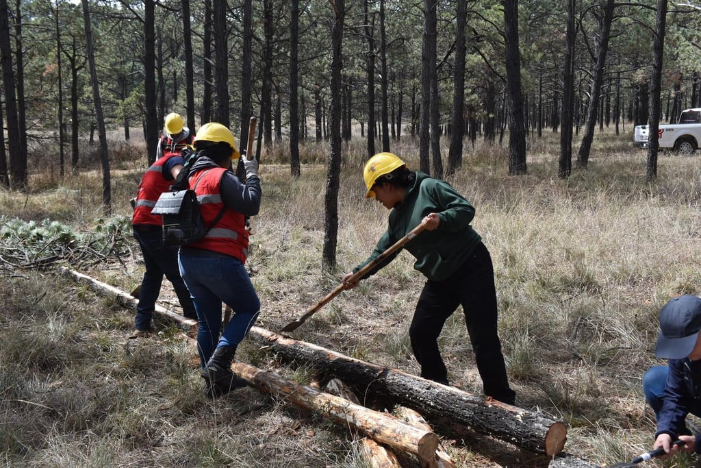 Sector. Las labores de combate a las plagas han involucrado también a ejidatarios y productores forestales.