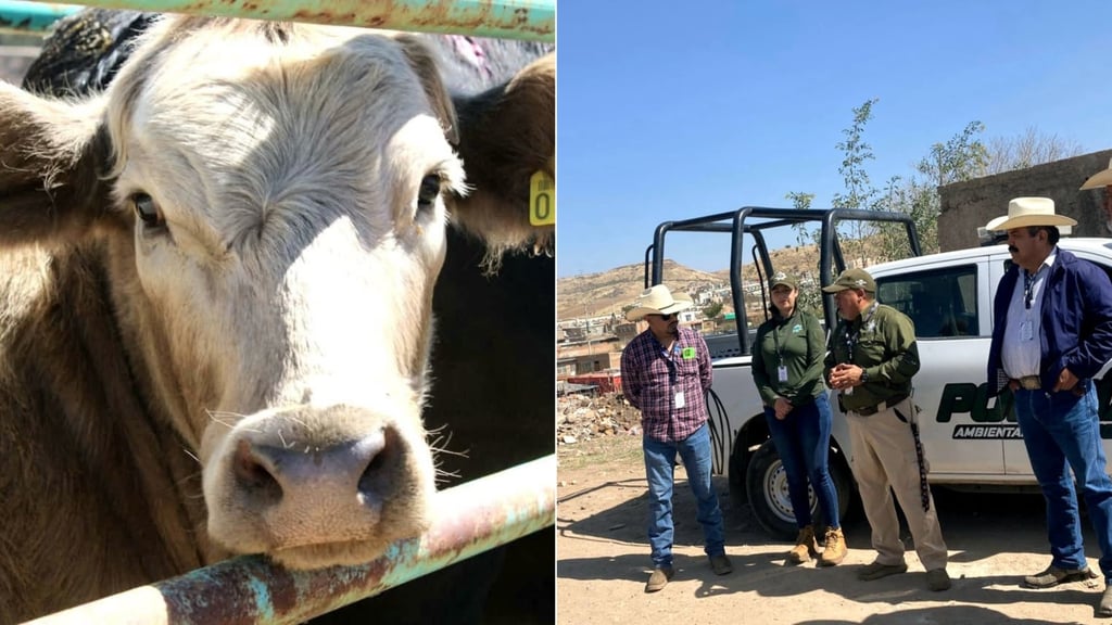 Exhortan a dueños de ganado a evitar que deambule en la vía pública de Durango