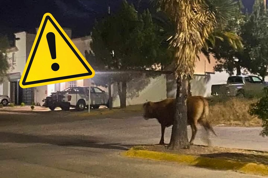 No es intencional el ganado suelto en vía pública: Desarrollo Rural