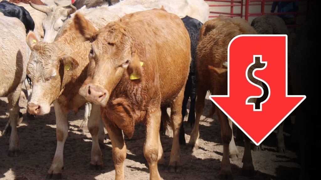 Bajo precio del ganado sigue afectando a productores en Durango