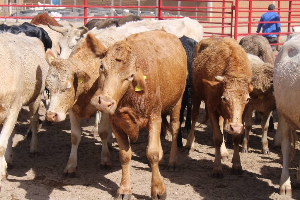 Libres. Aseguran que las cabezas de ganado en el municipio se encuentran sanas, sin plagas.