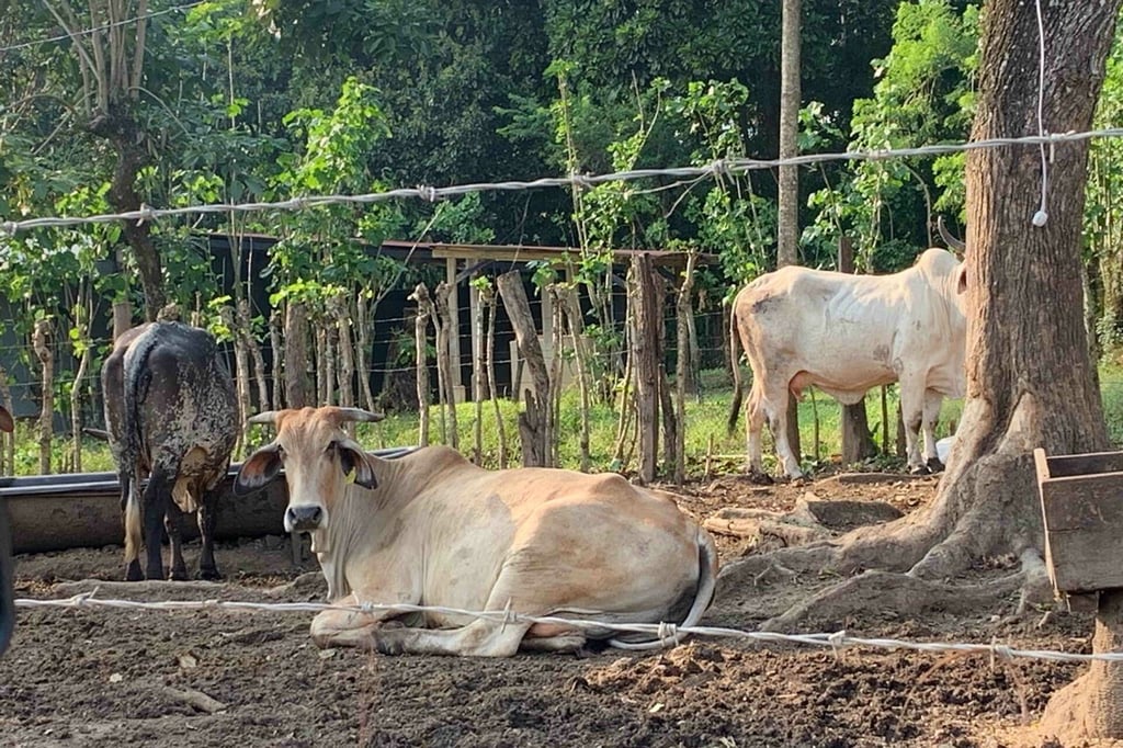 En julio podrían liberarse las primeras moscas estériles contra el gusano barrenador