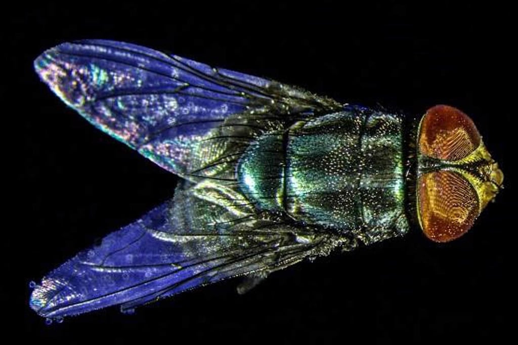 Cantidad. Para una contención mayor del gusano barrenador de ganado en el país, se requiere al menos una producción de 500 millones de moscas estériles por semana.