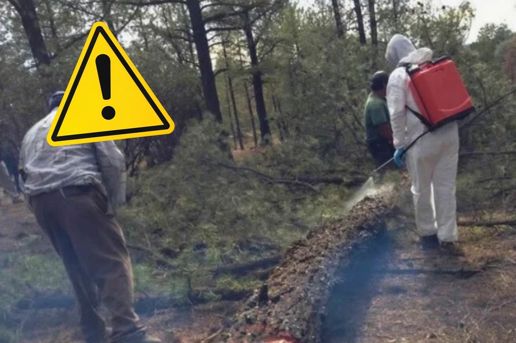 Alertan autoridades en materia forestal por gusano descortezador en Durango