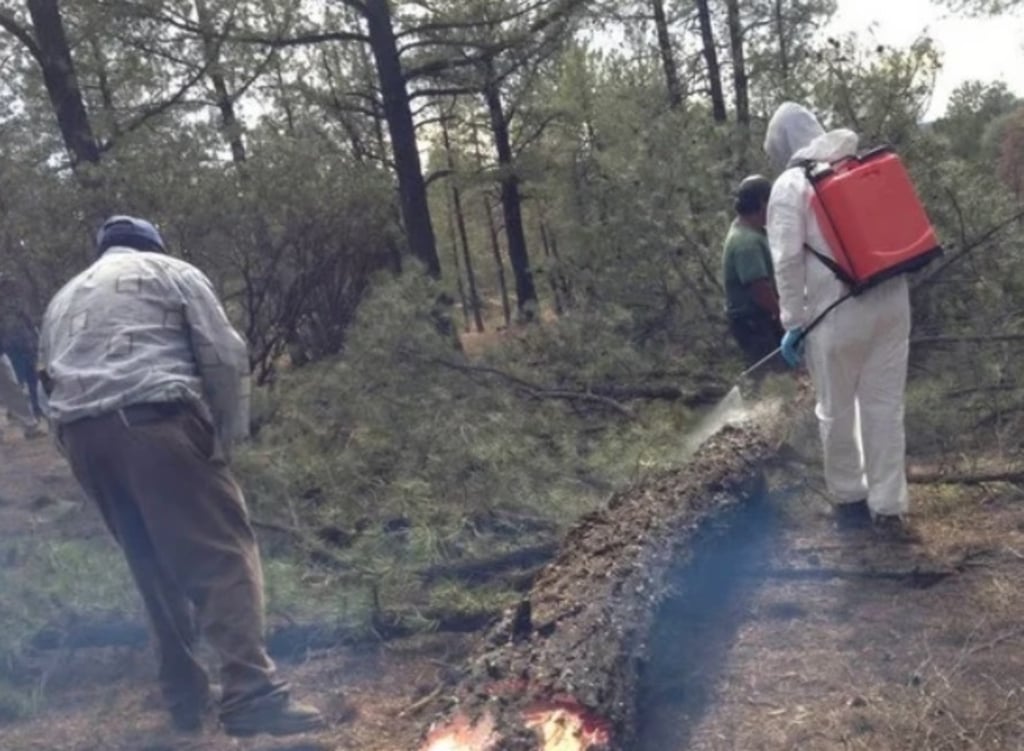 Brigadas. Además de las brigadas de sanidad forestal, se colocan trampas de feromonas para evitar que el gusano se transforme y comience a volar por mayor riesgo.